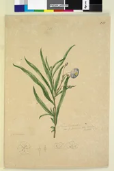 Page 211. Solanum laciniatum